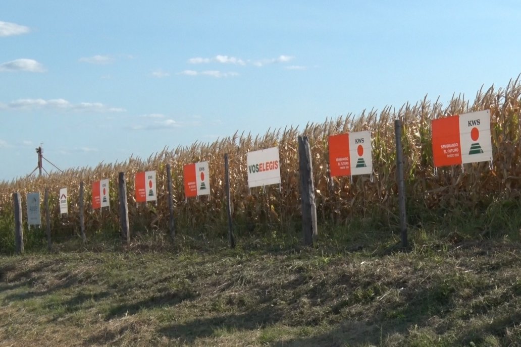 AGROFE CAMPO volvió a mostrar los ensayos de maíz en dos lotes de Colonia Ensayo