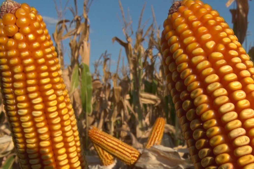 AGROFE CAMPO volvió a mostrar los ensayos de maíz en dos lotes de Colonia Ensayo