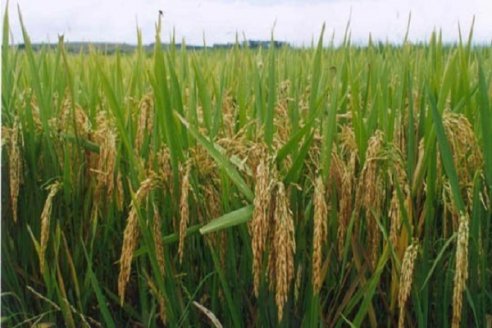 Santa Fe avanza con una nueva variedad de arroz