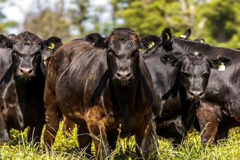 Capacitación en Bienestar Animal durante el transporte terrestre de ganado