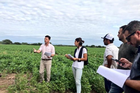 El yuyo colorado ya colonizó todas las regiones agrícolas argentinas