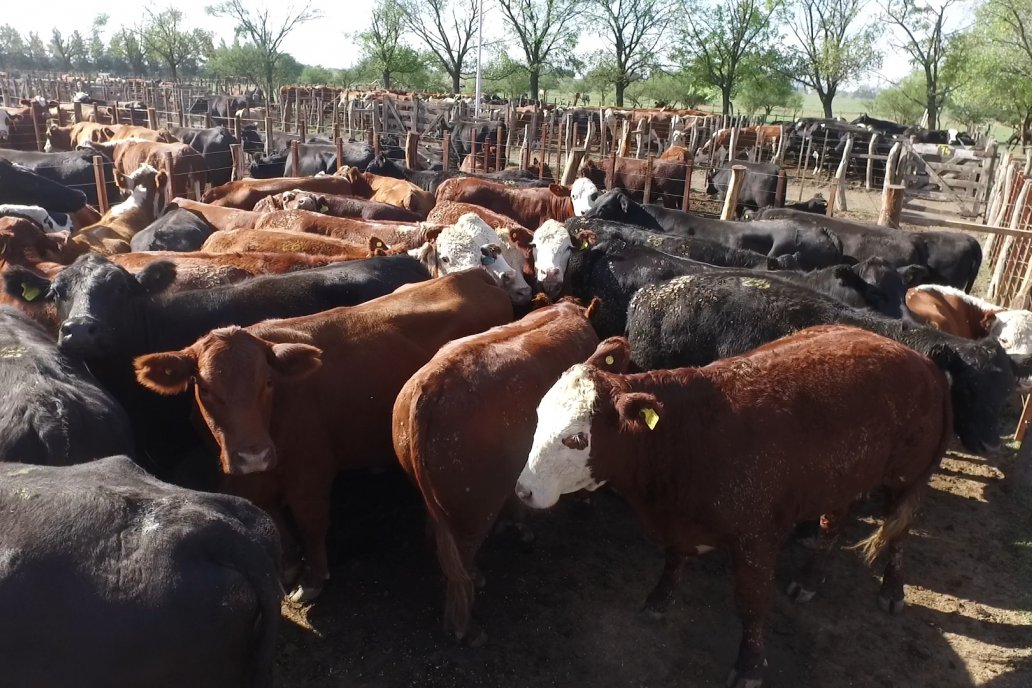 El valor de la hacienda ha subido, ya sea hacienda gorda para consumo El valor de la hacienda ha subido, ya sea hacienda gorda para consumo