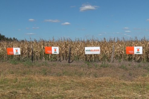 AGROFE CAMPO volvió a mostrar los ensayos de maíz en dos lotes de Colonia Ensayo