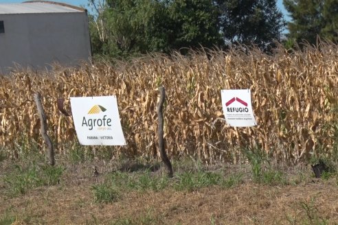 AGROFE CAMPO volvió a mostrar los ensayos de maíz en dos lotes de Colonia Ensayo