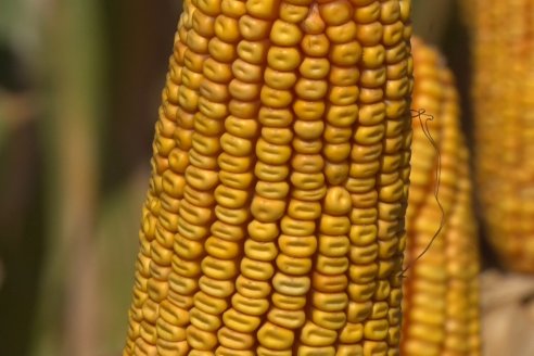 AGROFE CAMPO volvió a mostrar los ensayos de maíz en dos lotes de Colonia Ensayo