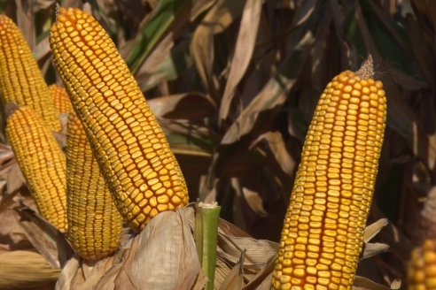 AGROFE CAMPO volvió a mostrar los ensayos de maíz en dos lotes de Colonia Ensayo