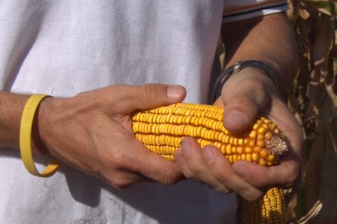 AGROFE CAMPO volvió a mostrar los ensayos de maíz en dos lotes de Colonia Ensayo