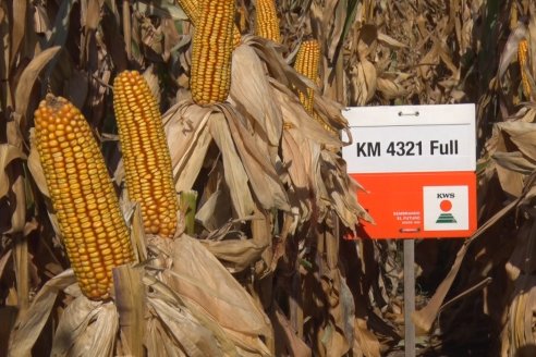 AGROFE CAMPO volvió a mostrar los ensayos de maíz en dos lotes de Colonia Ensayo