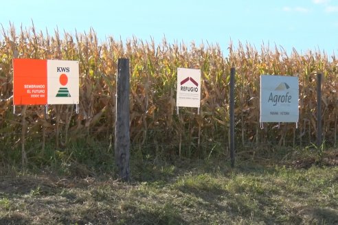 AGROFE CAMPO volvió a mostrar los ensayos de maíz en dos lotes de Colonia Ensayo