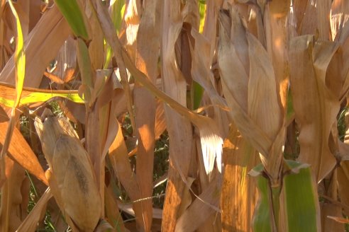 AGROFE CAMPO volvió a mostrar los ensayos de maíz en dos lotes de Colonia Ensayo