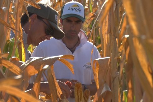 AGROFE CAMPO volvió a mostrar los ensayos de maíz en dos lotes de Colonia Ensayo