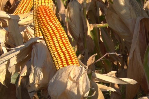 AGROFE CAMPO volvió a mostrar los ensayos de maíz en dos lotes de Colonia Ensayo