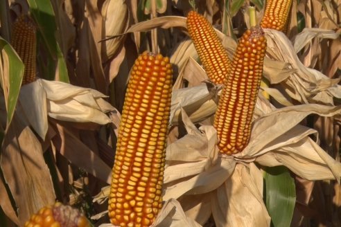 AGROFE CAMPO volvió a mostrar los ensayos de maíz en dos lotes de Colonia Ensayo