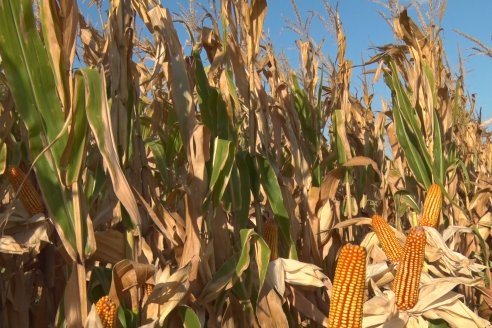 AGROFE CAMPO volvió a mostrar los ensayos de maíz en dos lotes de Colonia Ensayo