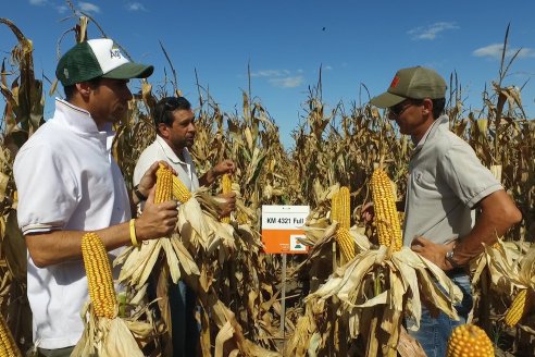 AGROFE CAMPO volvió a mostrar los ensayos de maíz en dos lotes de Colonia Ensayo