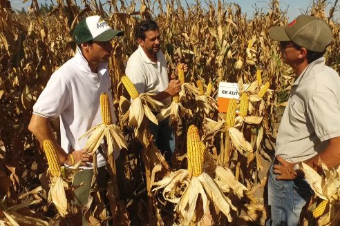 AGROFE CAMPO volvió a mostrar los ensayos de maíz en dos lotes de Colonia Ensayo