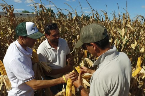 AGROFE CAMPO volvió a mostrar los ensayos de maíz en dos lotes de Colonia Ensayo