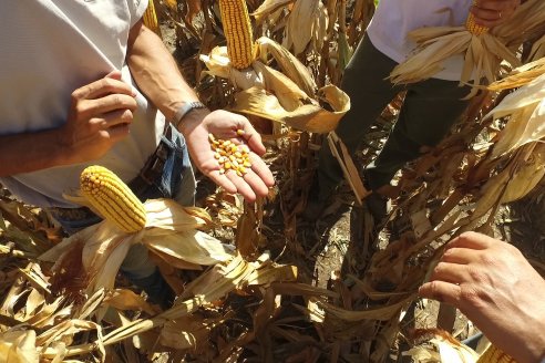 AGROFE CAMPO volvió a mostrar los ensayos de maíz en dos lotes de Colonia Ensayo