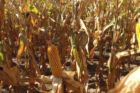 AGROFE CAMPO volvió a mostrar los ensayos de maíz en dos lotes de Colonia Ensayo