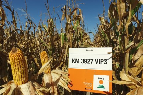 AGROFE CAMPO volvió a mostrar los ensayos de maíz en dos lotes de Colonia Ensayo