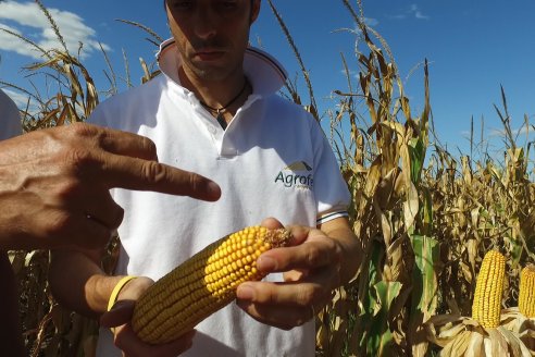 AGROFE CAMPO volvió a mostrar los ensayos de maíz en dos lotes de Colonia Ensayo