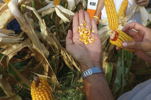 AGROFE CAMPO volvió a mostrar los ensayos de maíz en dos lotes de Colonia Ensayo