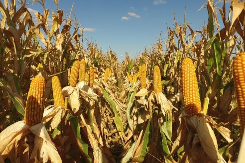 AGROFE CAMPO volvió a mostrar los ensayos de maíz en dos lotes de Colonia Ensayo