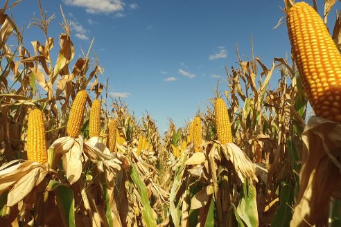 AGROFE CAMPO volvió a mostrar los ensayos de maíz en dos lotes de Colonia Ensayo