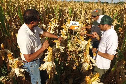 AGROFE CAMPO volvió a mostrar los ensayos de maíz en dos lotes de Colonia Ensayo