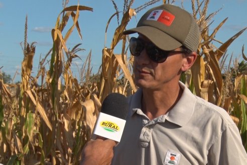 AGROFE CAMPO volvió a mostrar los ensayos de maíz en dos lotes de Colonia Ensayo