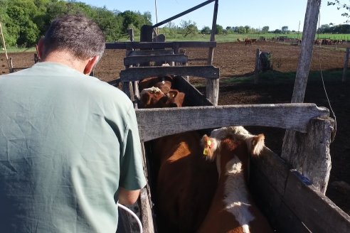 DON ARTIBANO en camino a conformar una cabaña de puros Hereford