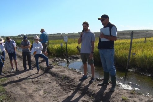 Día de Campo de Arroz 2020 - Fundación PROARROZ y GTMGA INTA C.del Uruguay