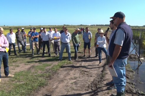 Día de Campo de Arroz 2020 - Fundación PROARROZ y GTMGA INTA C.del Uruguay