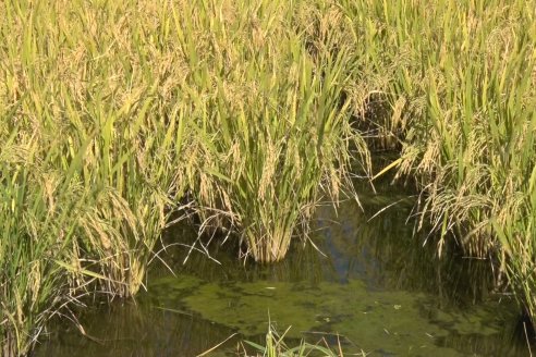 Día de Campo de Arroz 2020 - Fundación PROARROZ y GTMGA INTA C.del Uruguay