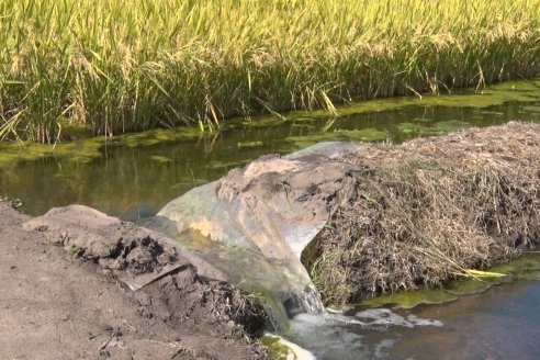 Día de Campo de Arroz 2020 - Fundación PROARROZ y GTMGA INTA C.del Uruguay