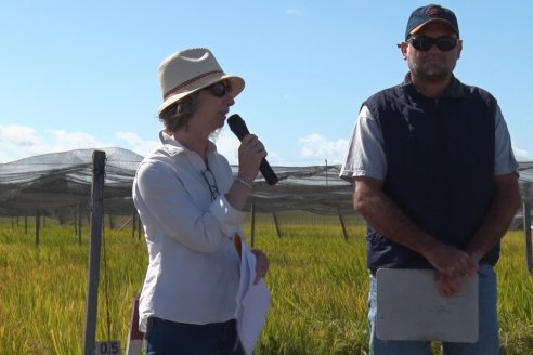 Día de Campo de Arroz 2020 - Fundación PROARROZ y GTMGA INTA C.del Uruguay