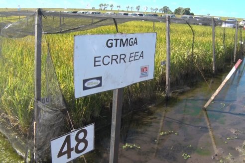 Día de Campo de Arroz 2020 - Fundación PROARROZ y GTMGA INTA C.del Uruguay