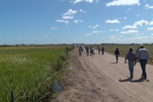 Día de Campo de Arroz 2020 - Fundación PROARROZ y GTMGA INTA C.del Uruguay