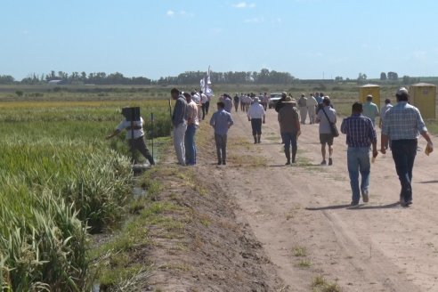 Día de Campo de Arroz 2020 - Fundación PROARROZ y GTMGA INTA C.del Uruguay