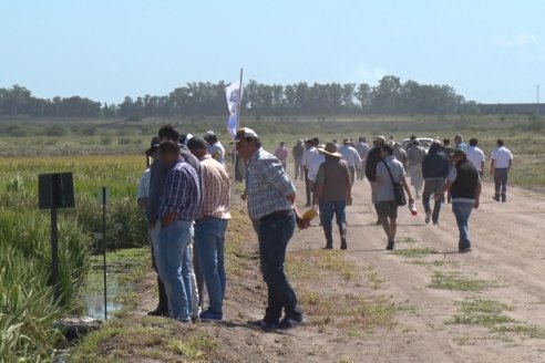 Día de Campo de Arroz 2020 - Fundación PROARROZ y GTMGA INTA C.del Uruguay