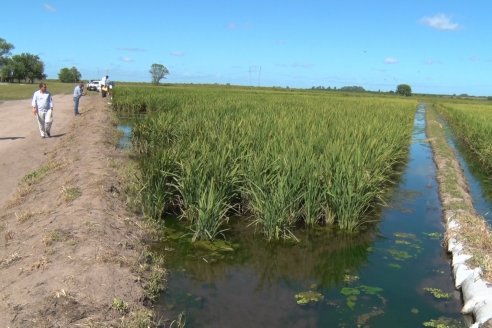 Día de Campo de Arroz 2020 - Fundación PROARROZ y GTMGA INTA C.del Uruguay