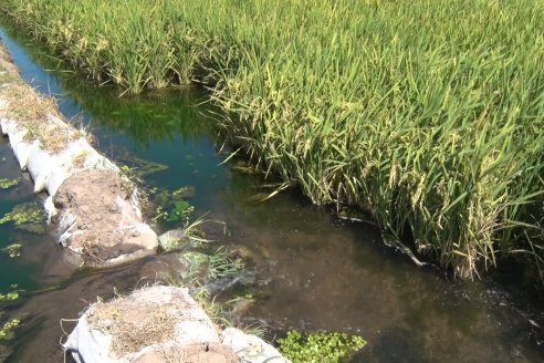 Día de Campo de Arroz 2020 - Fundación PROARROZ y GTMGA INTA C.del Uruguay