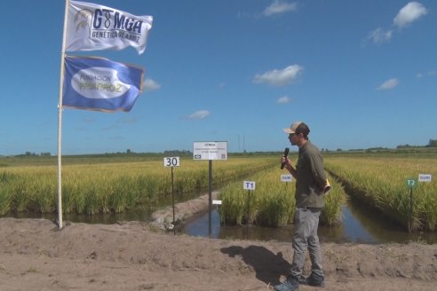 Día de Campo de Arroz 2020 - Fundación PROARROZ y GTMGA INTA C.del Uruguay