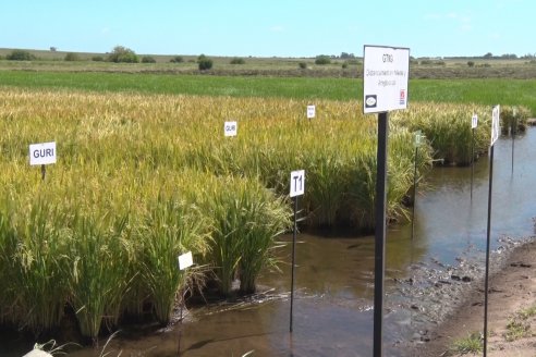 Día de Campo de Arroz 2020 - Fundación PROARROZ y GTMGA INTA C.del Uruguay