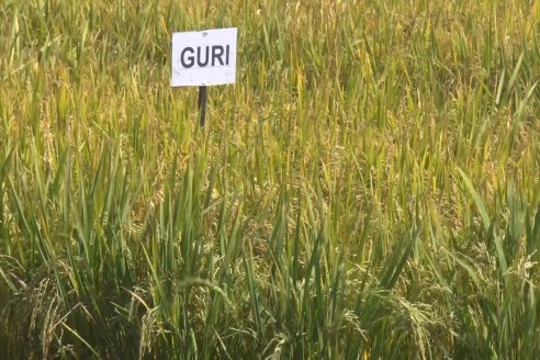 Día de Campo de Arroz 2020 - Fundación PROARROZ y GTMGA INTA C.del Uruguay