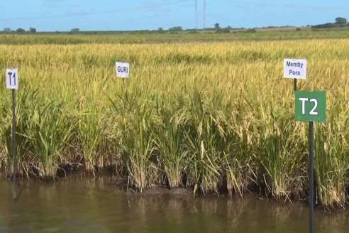 Día de Campo de Arroz 2020 - Fundación PROARROZ y GTMGA INTA C.del Uruguay