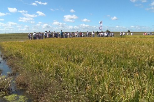 Día de Campo de Arroz 2020 - Fundación PROARROZ y GTMGA INTA C.del Uruguay