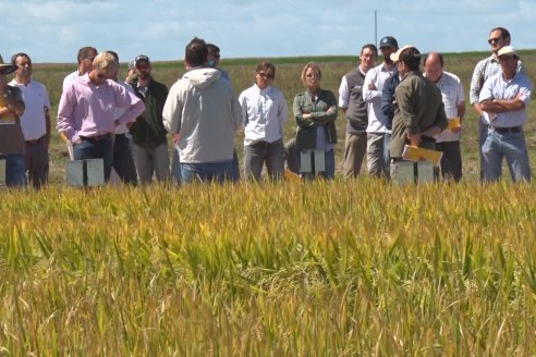 Día de Campo de Arroz 2020 - Fundación PROARROZ y GTMGA INTA C.del Uruguay