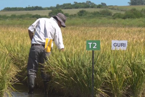 Día de Campo de Arroz 2020 - Fundación PROARROZ y GTMGA INTA C.del Uruguay