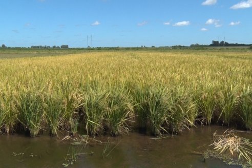 Día de Campo de Arroz 2020 - Fundación PROARROZ y GTMGA INTA C.del Uruguay